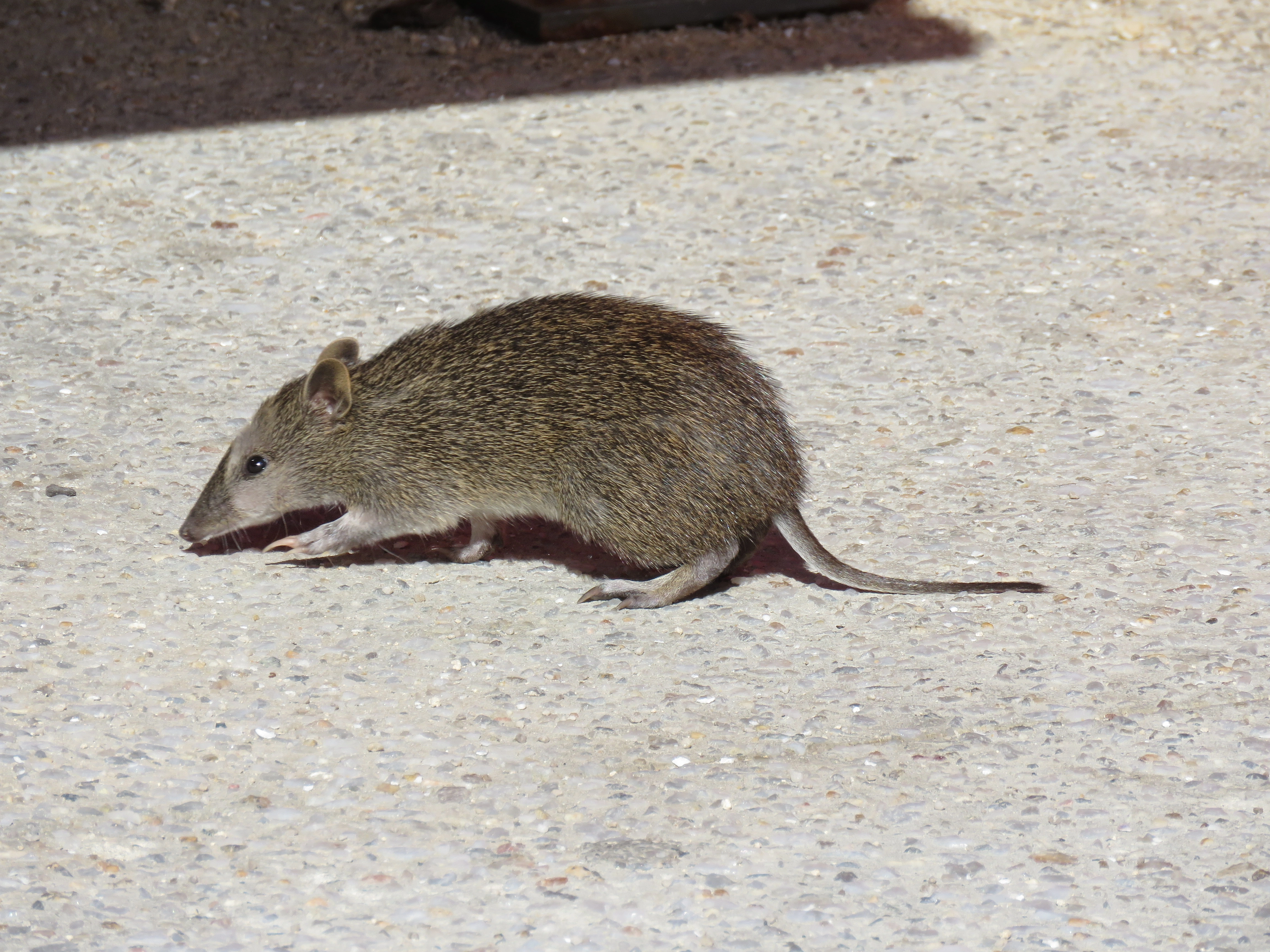 Inside the cat flap: what Perth's pets are doing to the wildlife next door