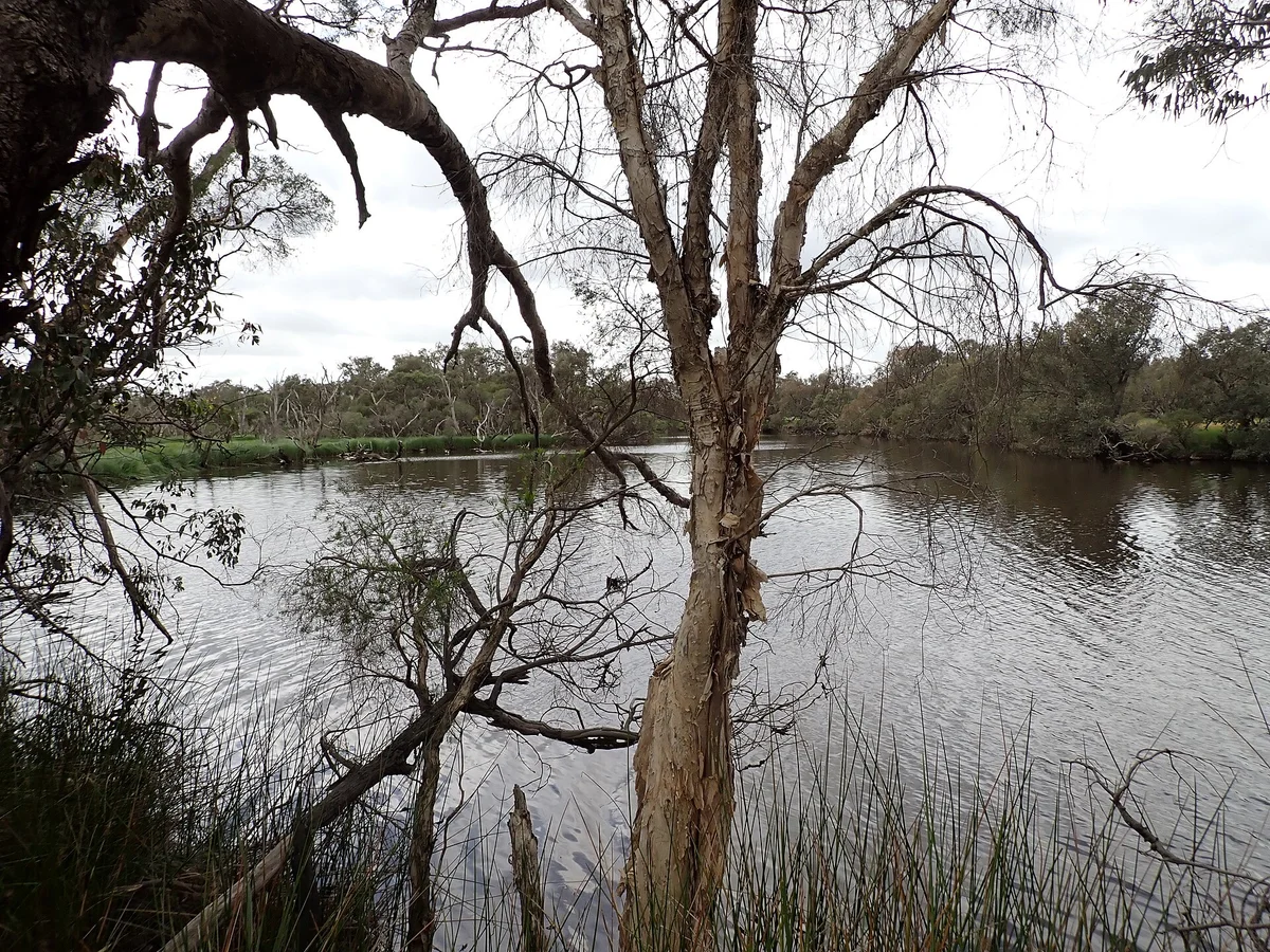 The Serpentine River at Keralup, framed by paperbark trees