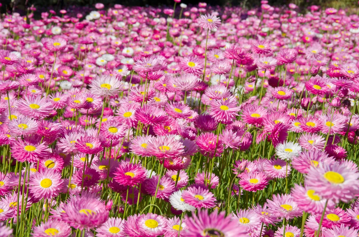 A dense carpet of pink and white everlasting daisies