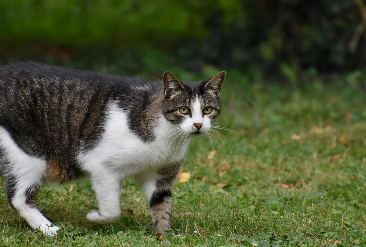 Local councils are in line for new powers over cats