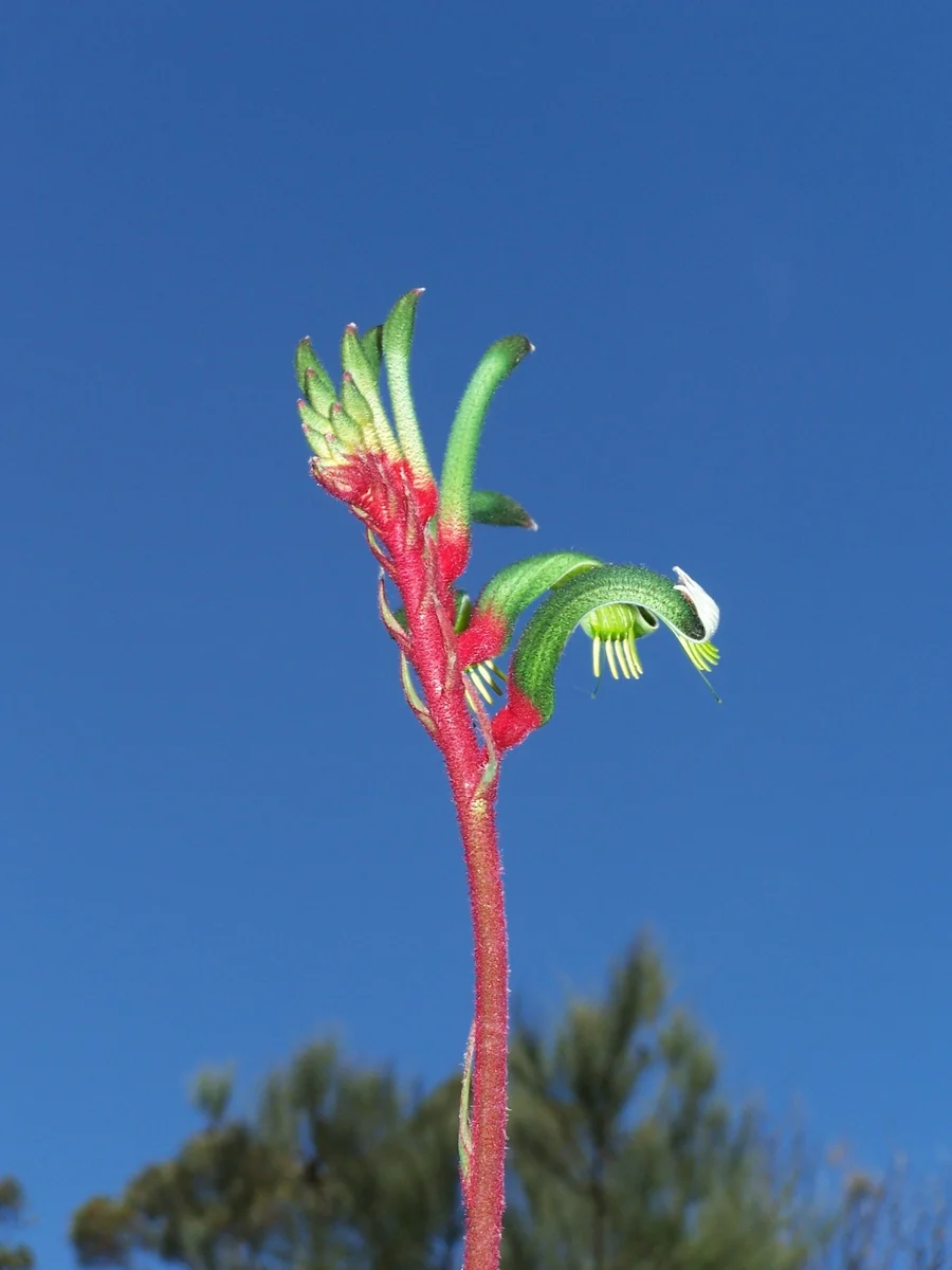 A red and green kangaroo paw flower against a blue sky in Kings Park