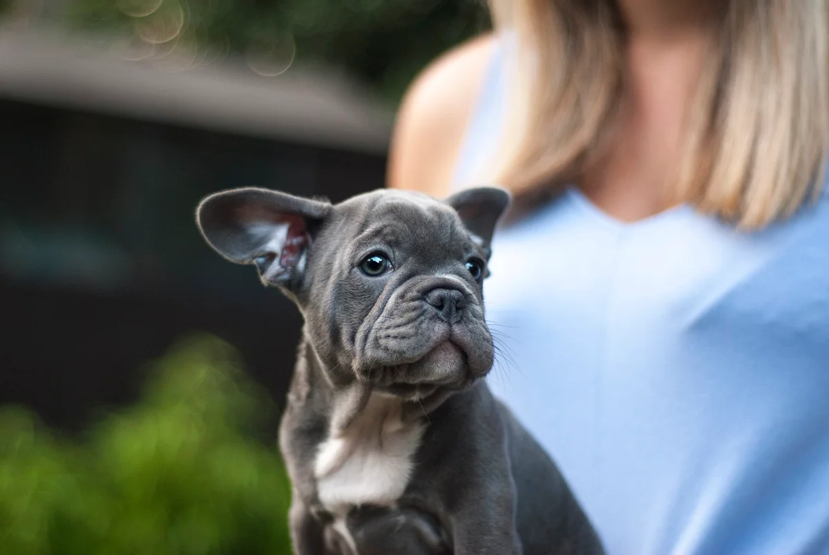A grey French bulldog puppy