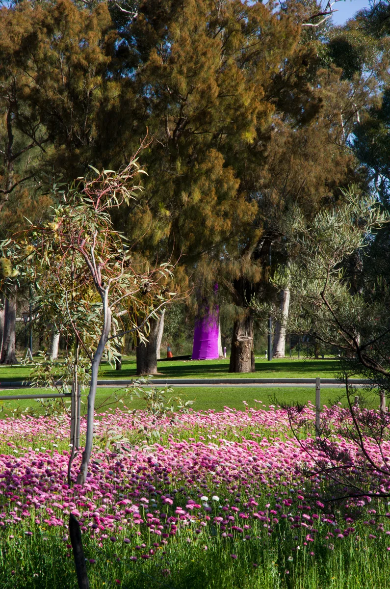 Pink everlastings flowering beneath eucalypts in Kings Park