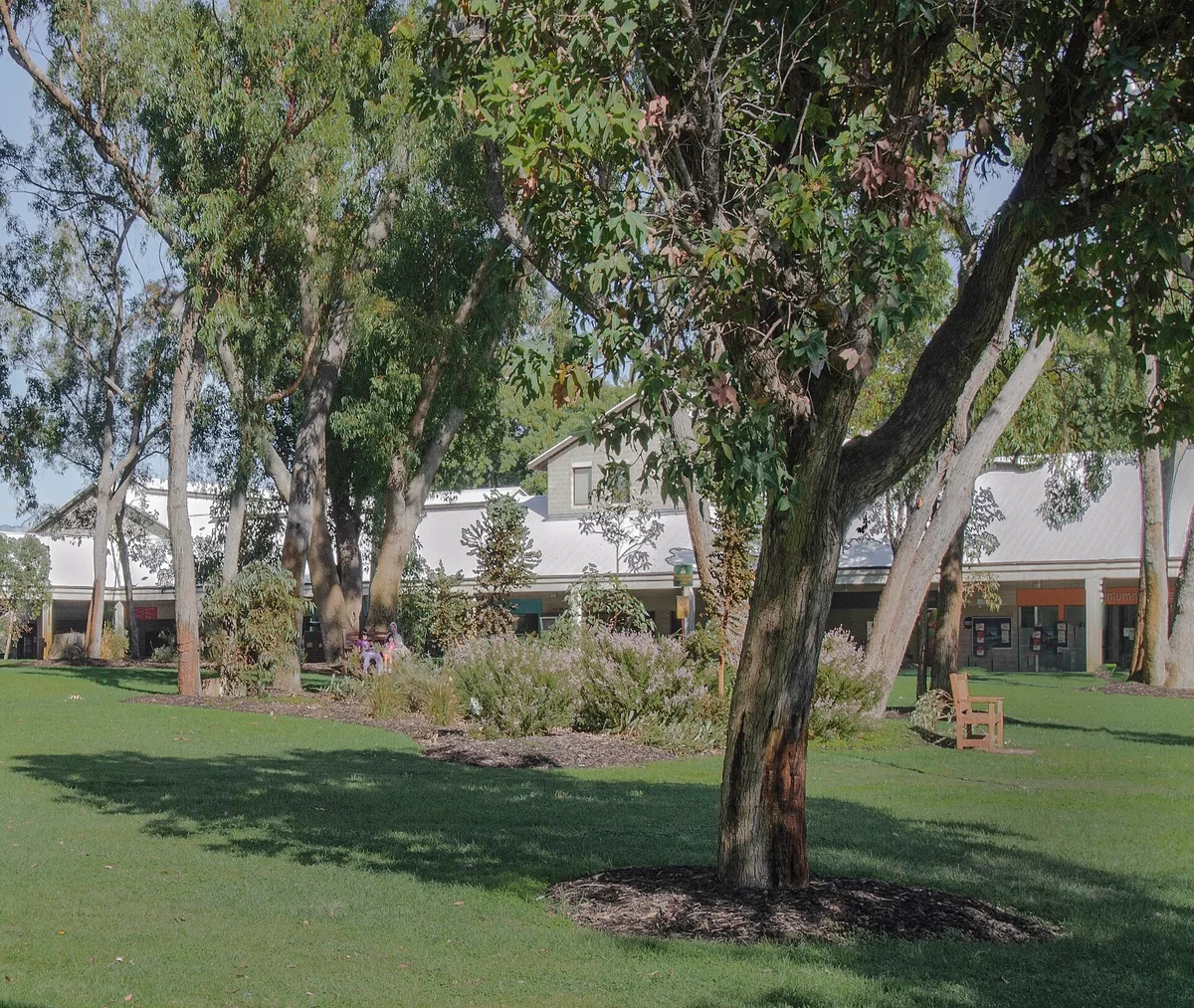 Gum trees and lawn at Bush Court, Murdoch University