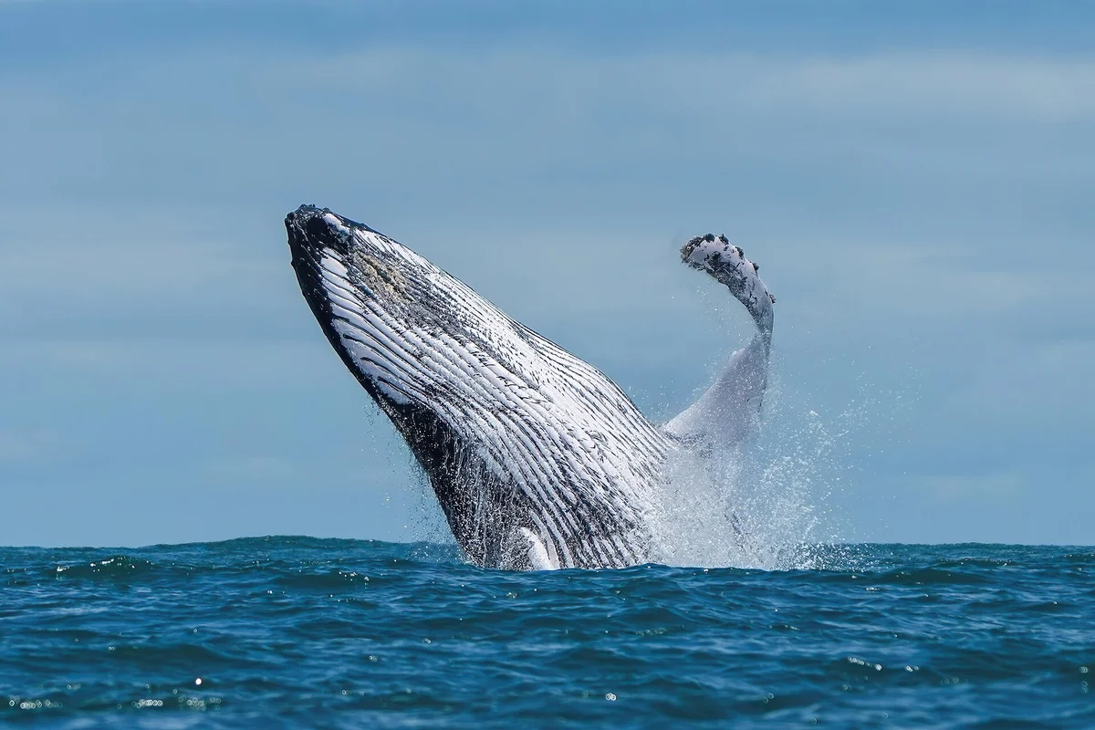 Whale season is starting: 35,000 humpbacks are about to swim past Perth