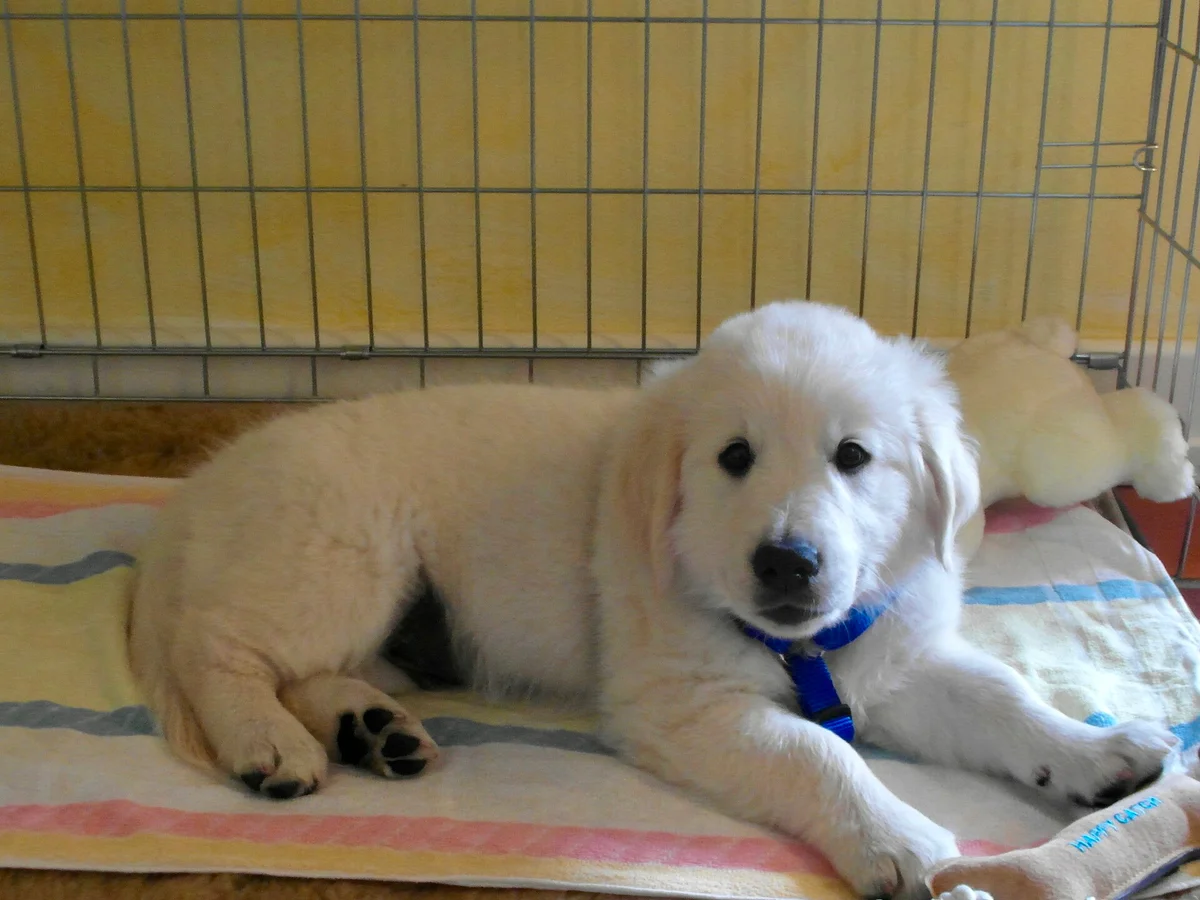 A golden retriever puppy lying on a blanket in a pen