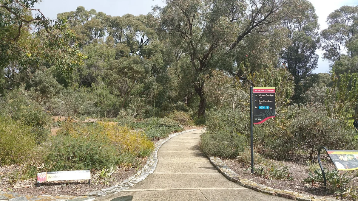 A winding path through the Banksia Garden at Kings Park