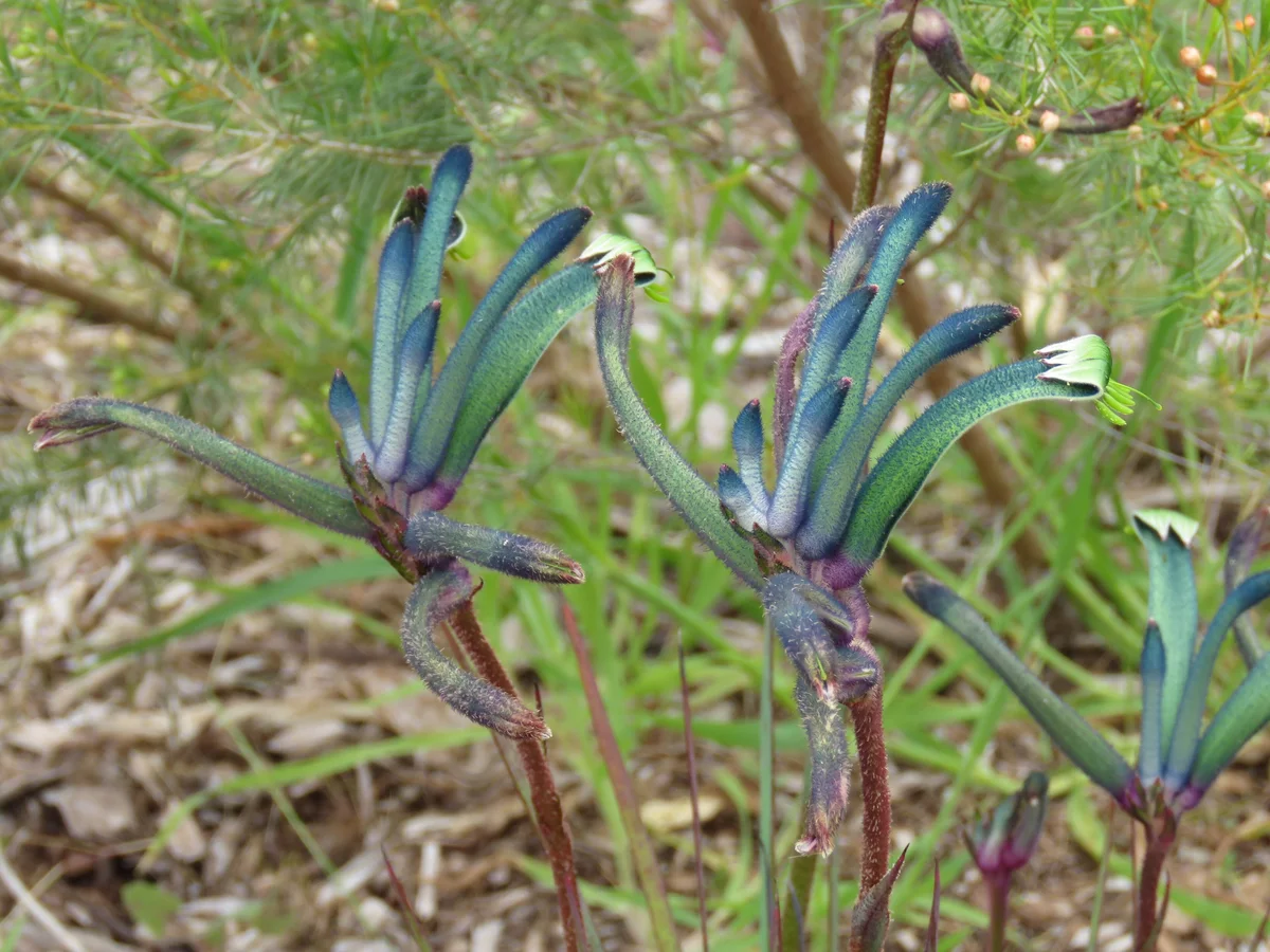 A blue-green kangaroo paw hybrid flowering in Kings Park