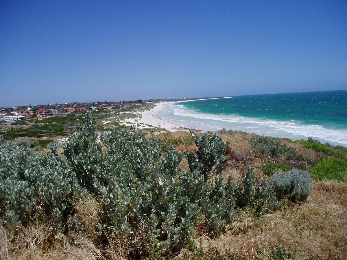 Mullaloo Beach seen from a vegetated dune, a long white sand beach curving into the distance with green-blue surf breaking along it and houses set back behind the dunes