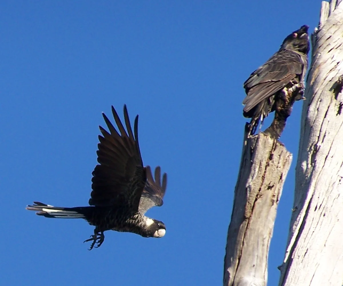 Carnaby's black cockatoo