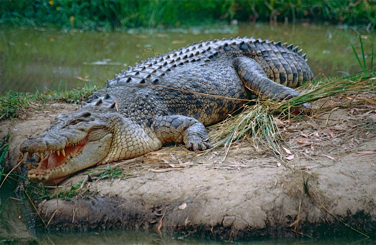 Two teenagers charged after a 400kg crocodile was attacked inside Perth Zoo