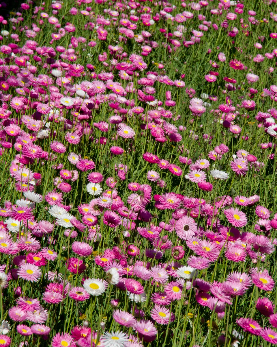 The Everlasting Kings Park Festival put on 17 days of wildflowers and finished with drones