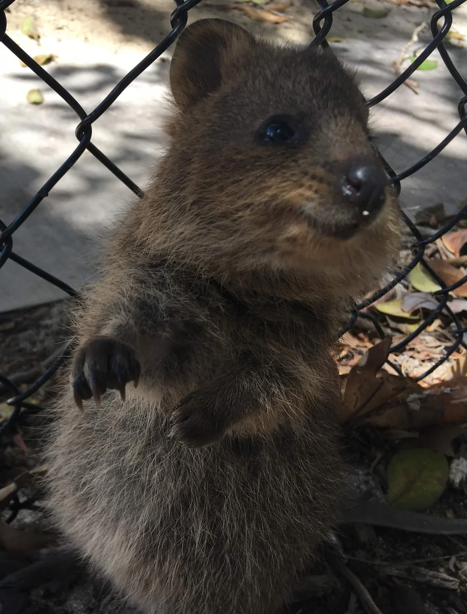 The Rottnest day trip, done properly: a local's order of operations